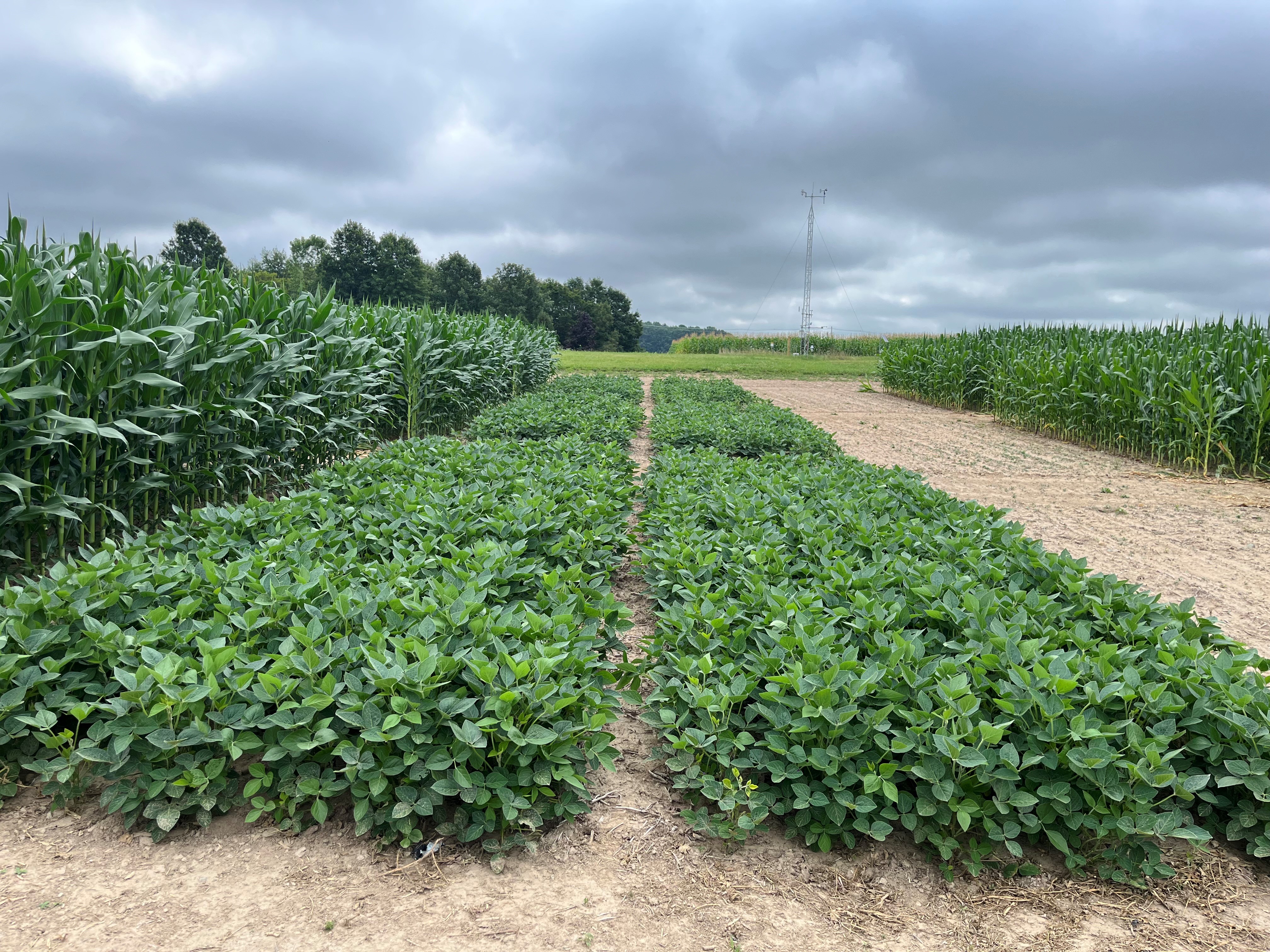 Cropping System_Research.jpg